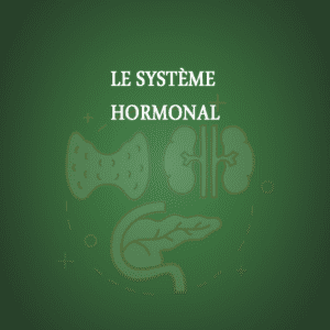 Le Système Hormonal